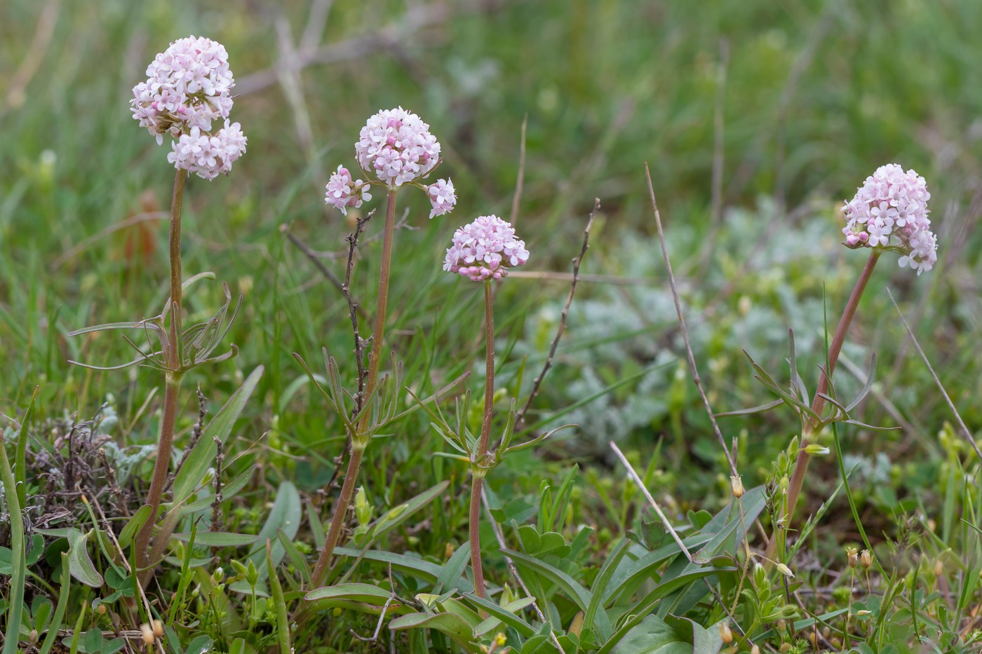 Image of Valeriana tuberosa specimen.