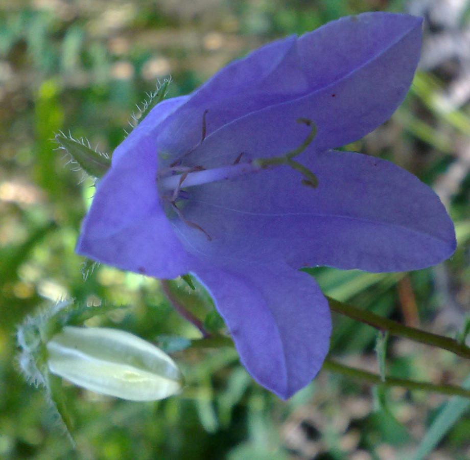 Изображение особи Campanula longistyla.