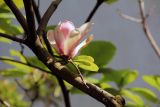 Magnolia liliiflora. Часть ветви с цветком. Китай, провинции Юньнань, р-н Сишуанбаньна, национальный парк \"Xishuangbanna Wild Elephant Valley\" (\"Долина диких слонов\"). 28.02.2017.