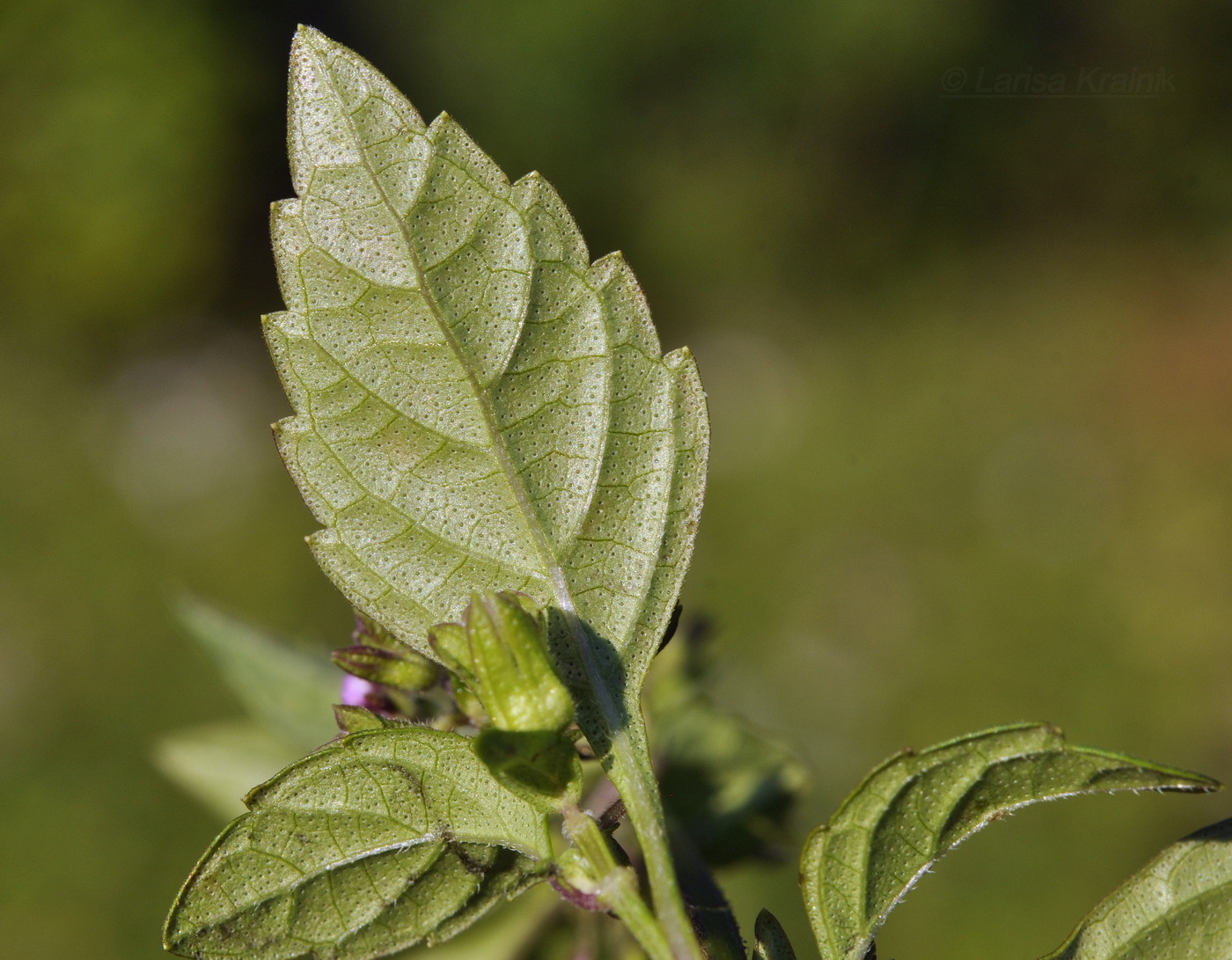 Изображение особи Mosla dianthera.