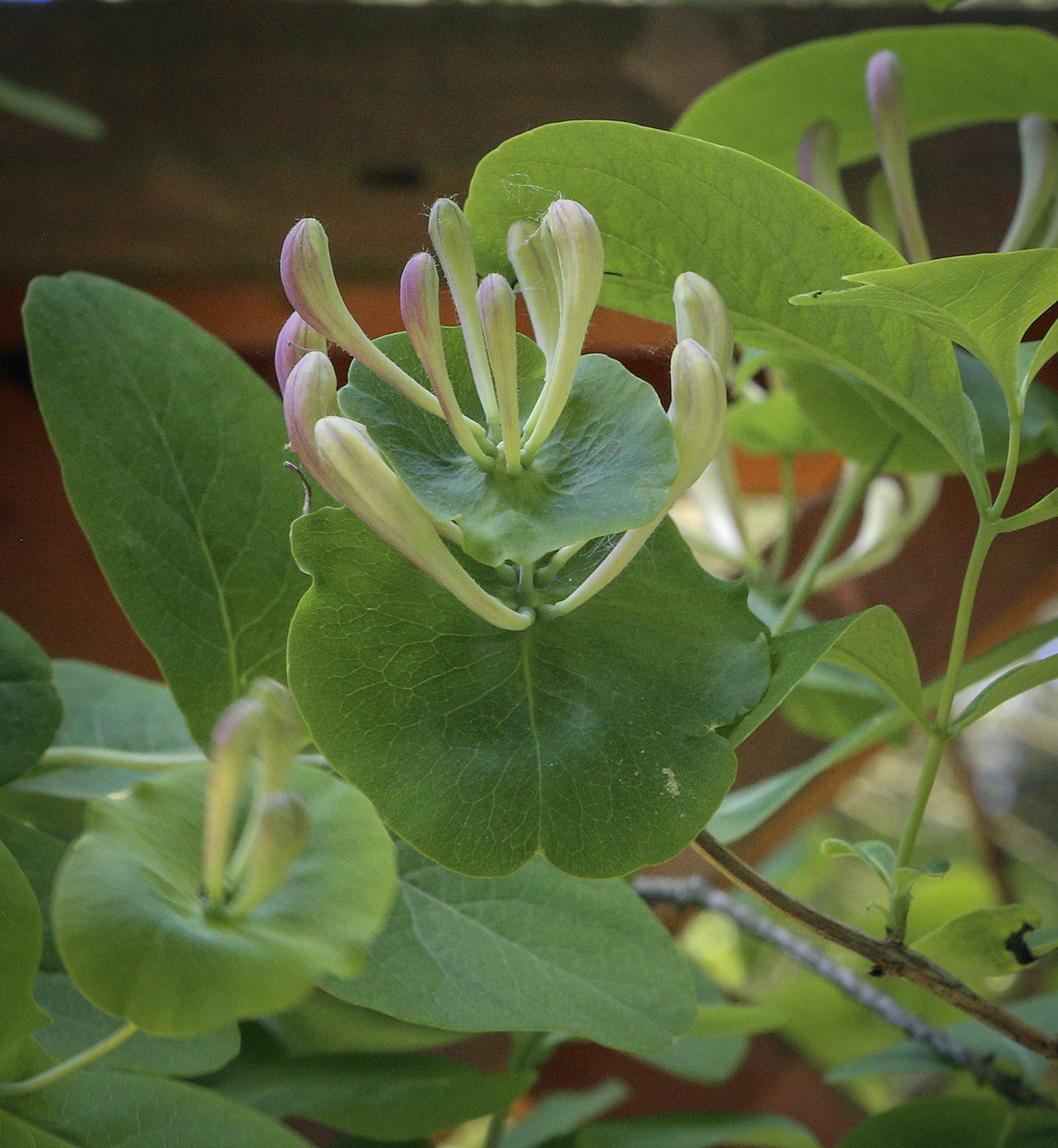 Изображение особи Lonicera caprifolium.