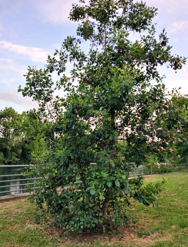 Image of genus Alnus specimen.