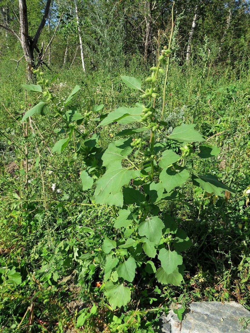 Image of Xanthium strumarium specimen.