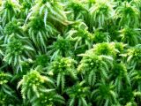 Sphagnum squarrosum