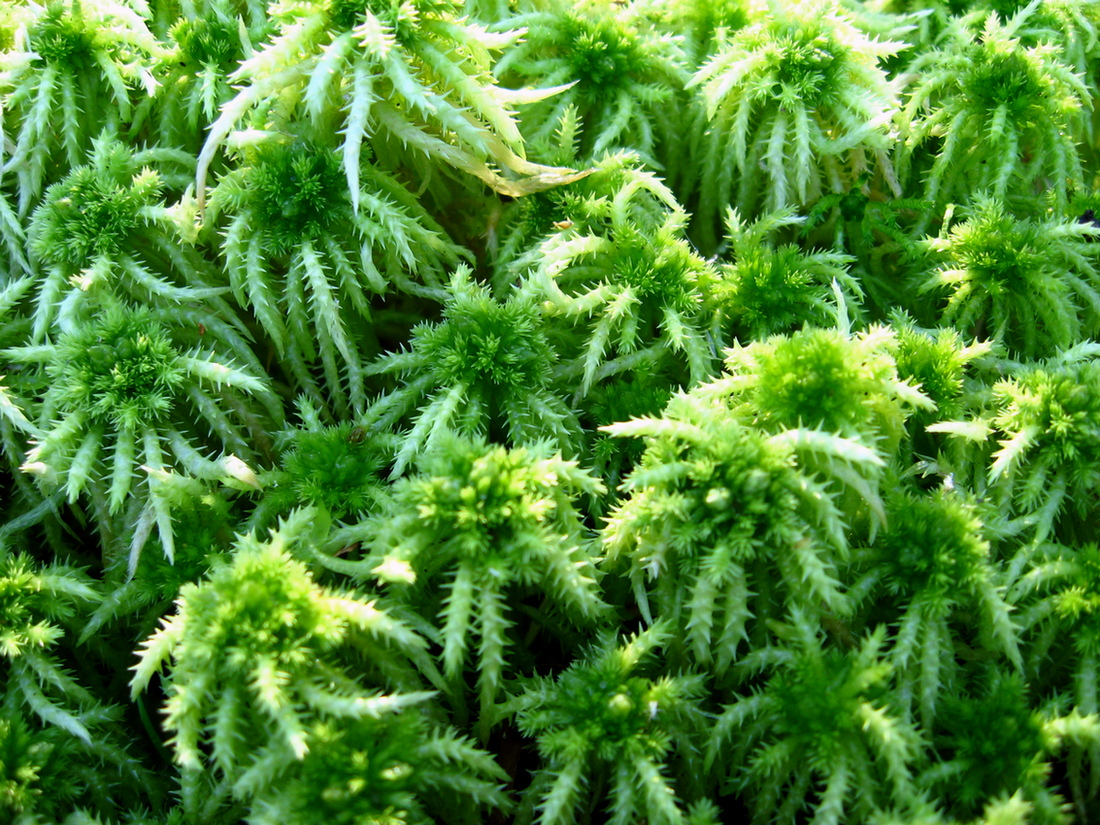 Image of Sphagnum squarrosum specimen.