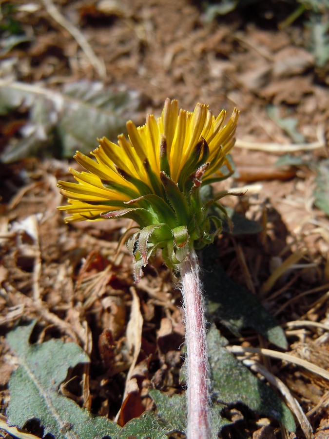 Изображение особи род Taraxacum.