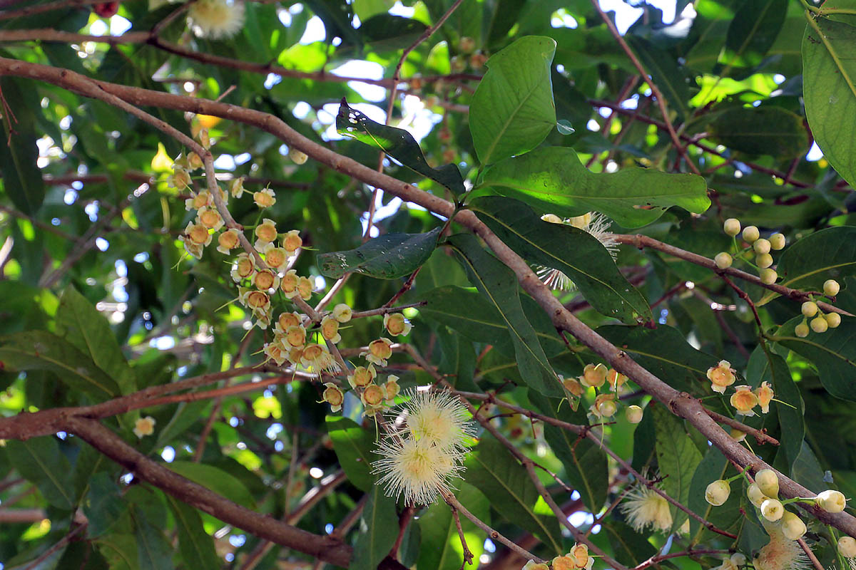 Изображение особи Syzygium samarangense.