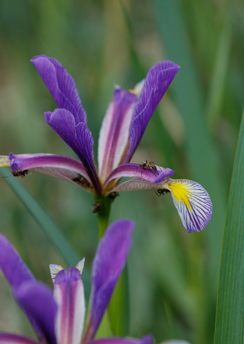 Изображение особи Iris sogdiana.