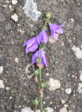 Campanula rapunculoides. Верхушка цветущего растения. Республика Ингушетия, Джейрахский р-н, ур. Нижний Кяхк, луг, обочина грунтовой дороги. 21 июля 2022 г.