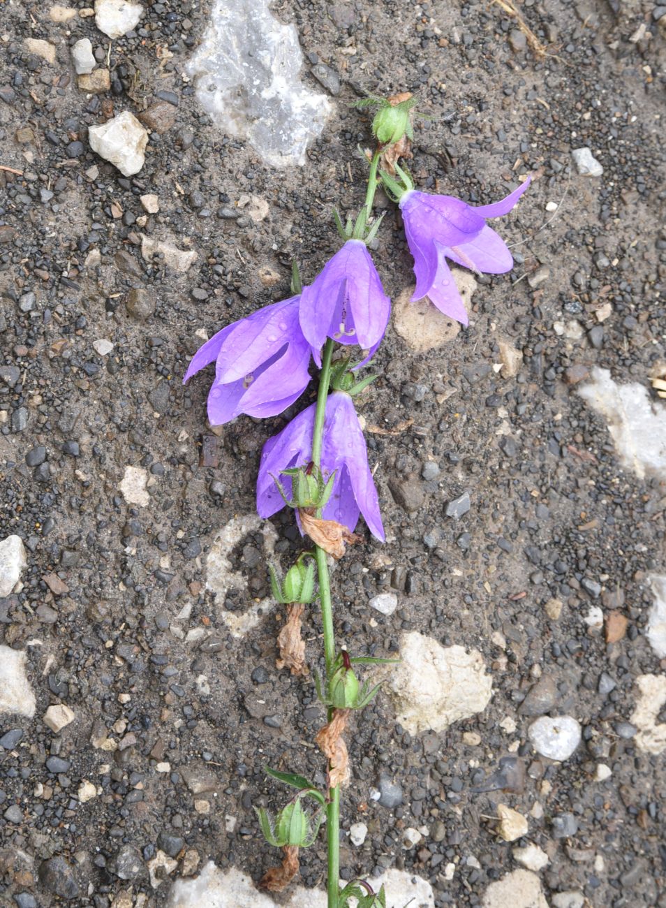 Image of Campanula rapunculoides specimen.