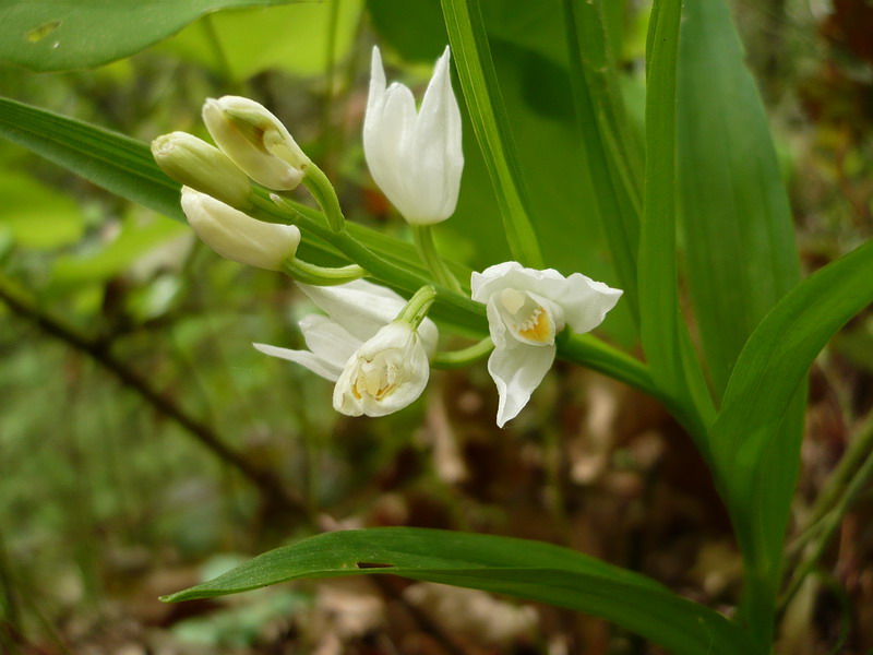 Изображение особи Cephalanthera longifolia.