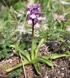 Anacamptis subspecies syriaca