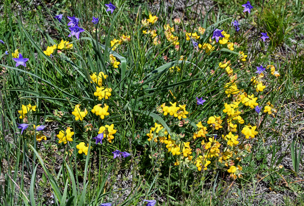 Image of Lotus caucasicus specimen.