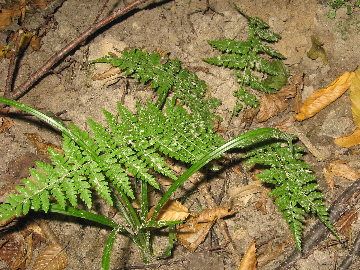 Image of ordo Blechnales specimen.