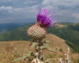 Cirsium euxinum. Верхушка побега с соцветием. Краснодарский край, м/о г. Геленджик, хр. Маркотх, гора Иорданова, ≈ 650 м н.у.м., горный луг. 23.07.2016.