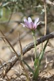 Tragopogon marginifolius. Цветущее растение. Казахстан, Мангистауская обл., Мангистауский р-н, 480 км трассы А-33; щебнисто-глинистая пустыня. 06.06.2022.