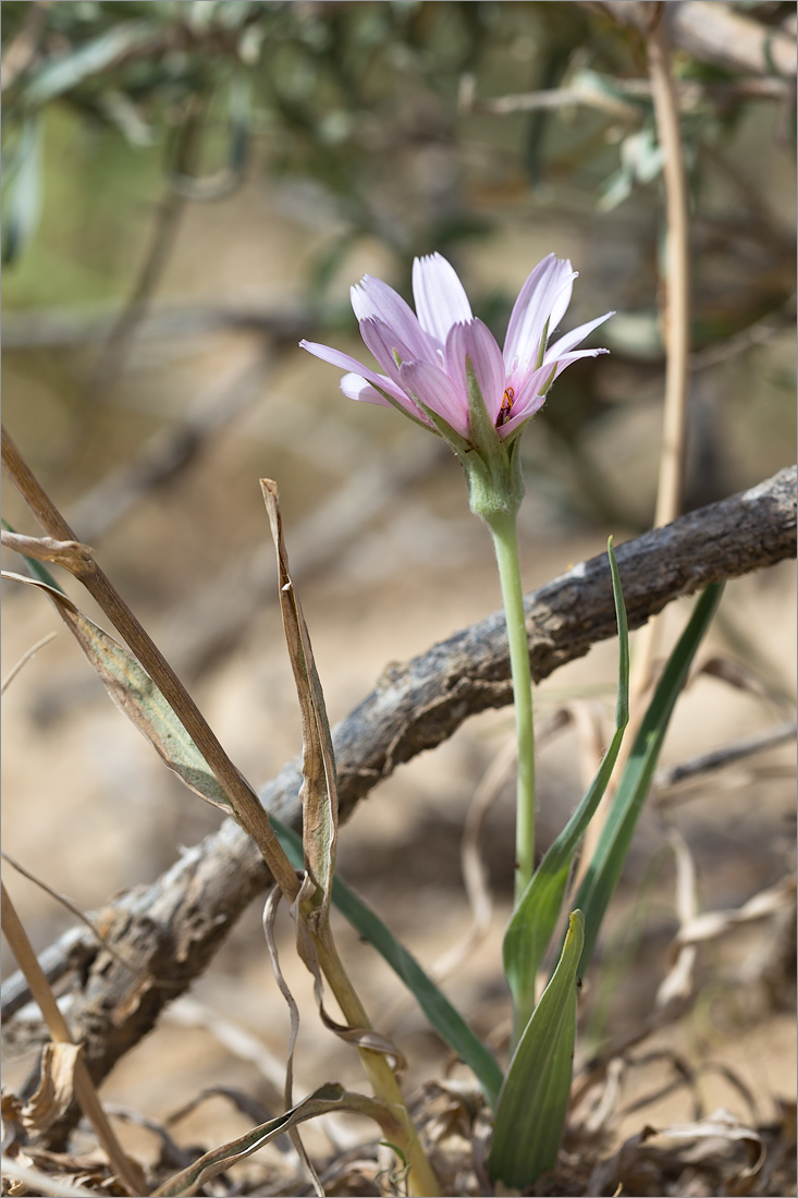 Image of Tragopogon marginifolius specimen.