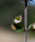 Acanthoprasium integrifolium