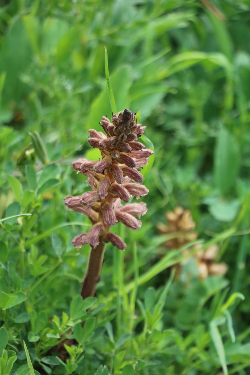 Изображение особи Orobanche lutea.