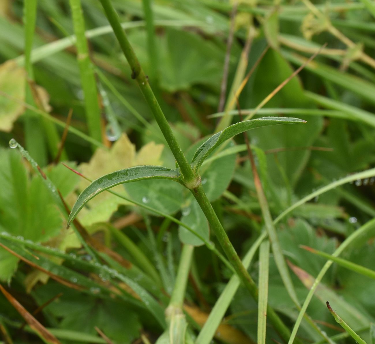 Изображение особи Silene saxatilis.