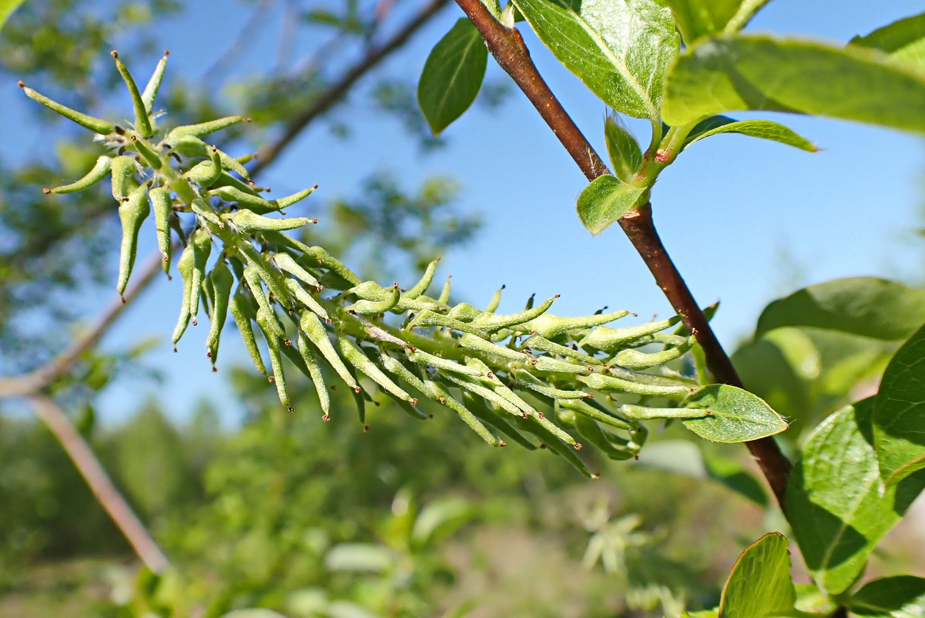 Изображение особи Salix taraikensis.