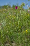Anacamptis pyramidalis
