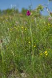 Anacamptis pyramidalis