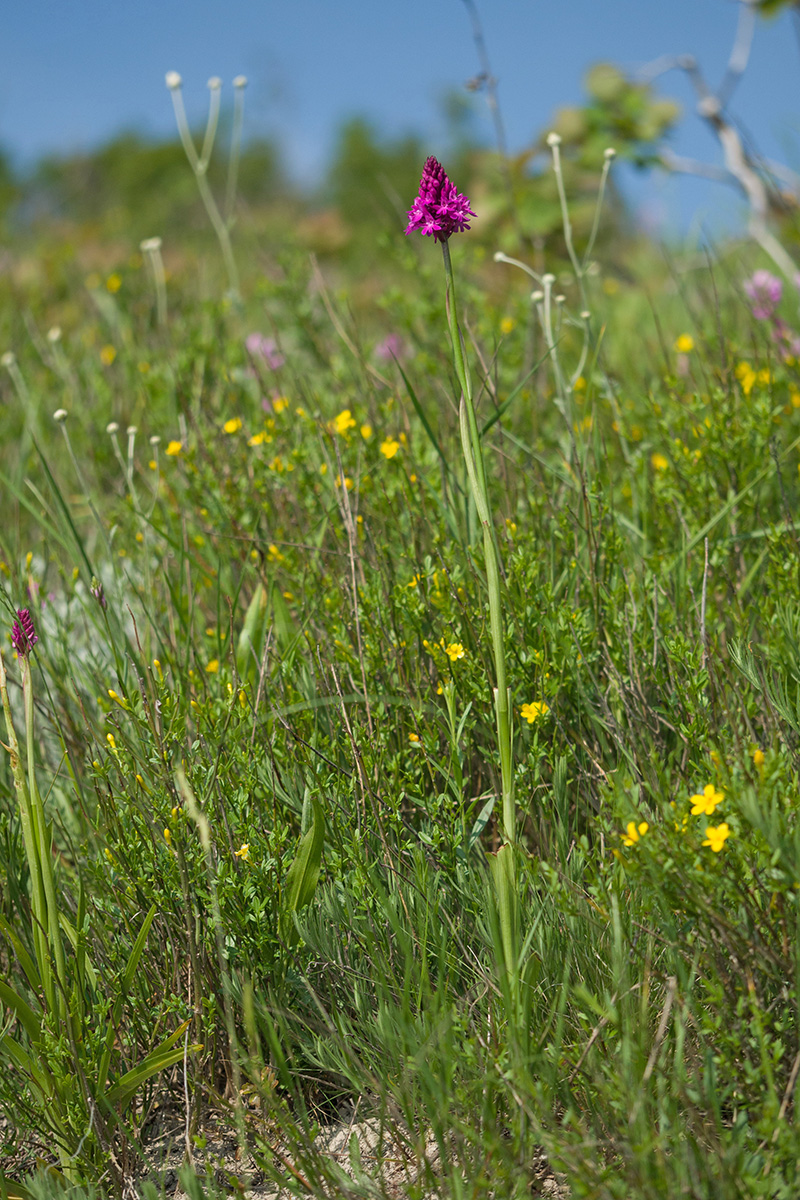 Image of Anacamptis pyramidalis specimen.