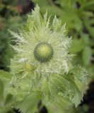 Eryngium alpinum