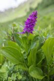 Dactylorhiza euxina. Цветущее растение. Карачаево-Черкесия, окр. пос. Архыз, долина р. Малая Дукка, ≈ 2000 м н.у.м., субальпийский луг. 11.06.2023.