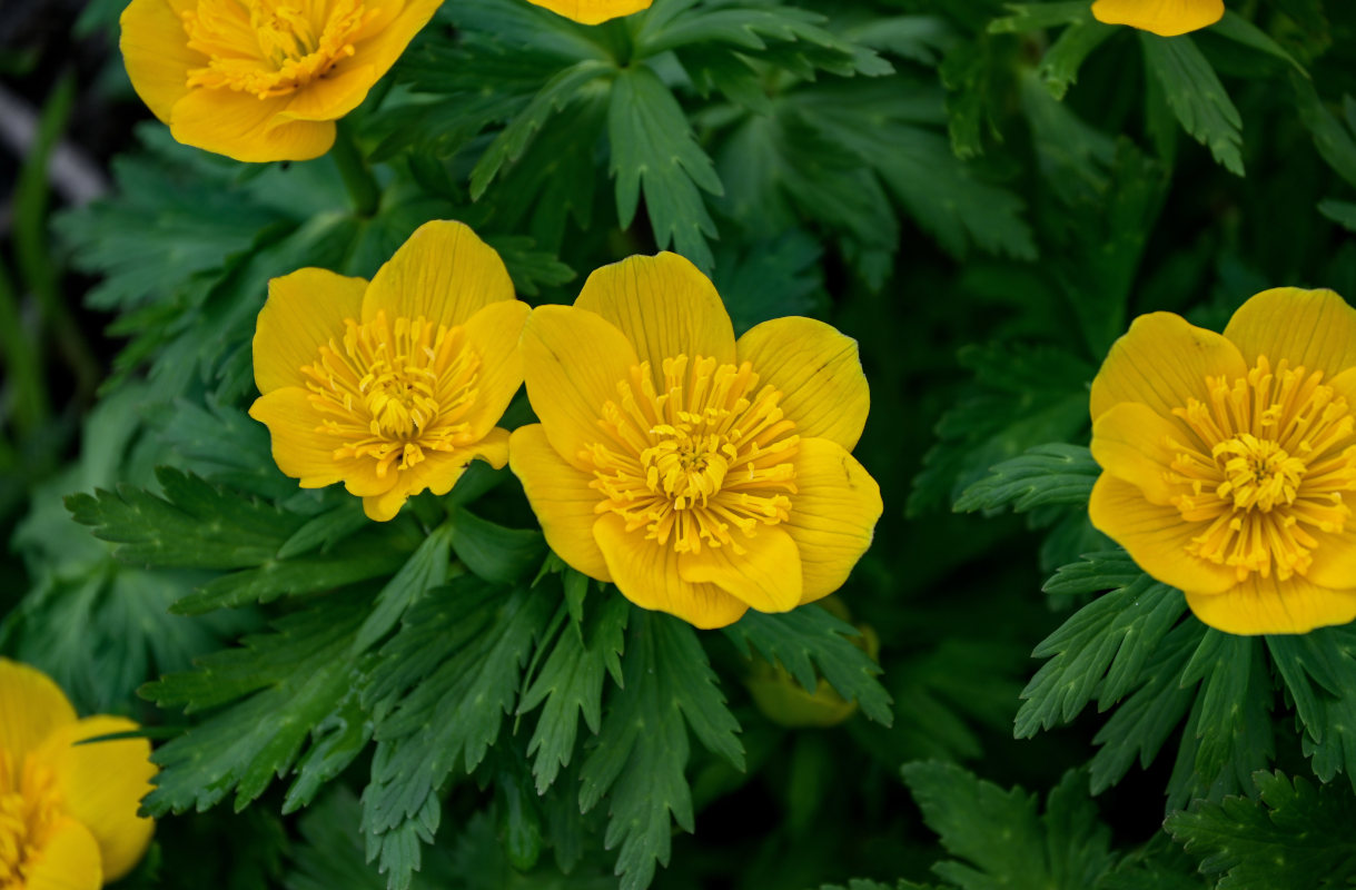 Изображение особи Trollius ranunculinus.