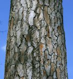 Pinus pinea
