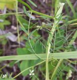 Vicia hirsuta. Листья с усиками. Московская обл., ГО Подольск, мкр-н Климовск, просека под ЛЭП. 19.07.2023.