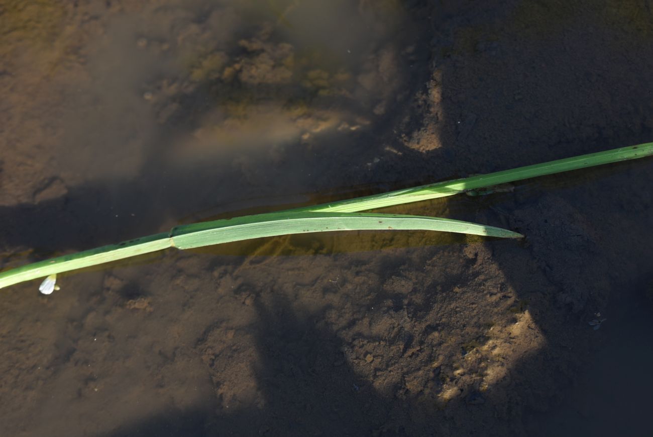 Image of genus Glyceria specimen.