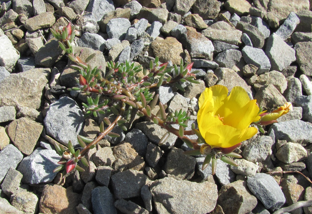 Image of Portulaca grandiflora specimen.