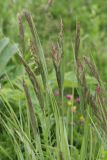 Calamagrostis epigeios. Верхушки побегов с соцветиями. Томская обл., г. Томск, Академгородок, разнотравный луг. 02.07.2021.