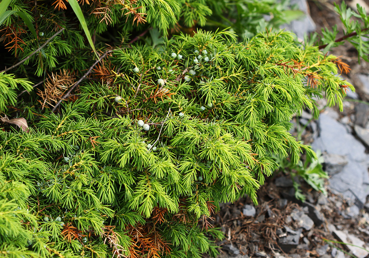 Image of Juniperus rigida specimen.