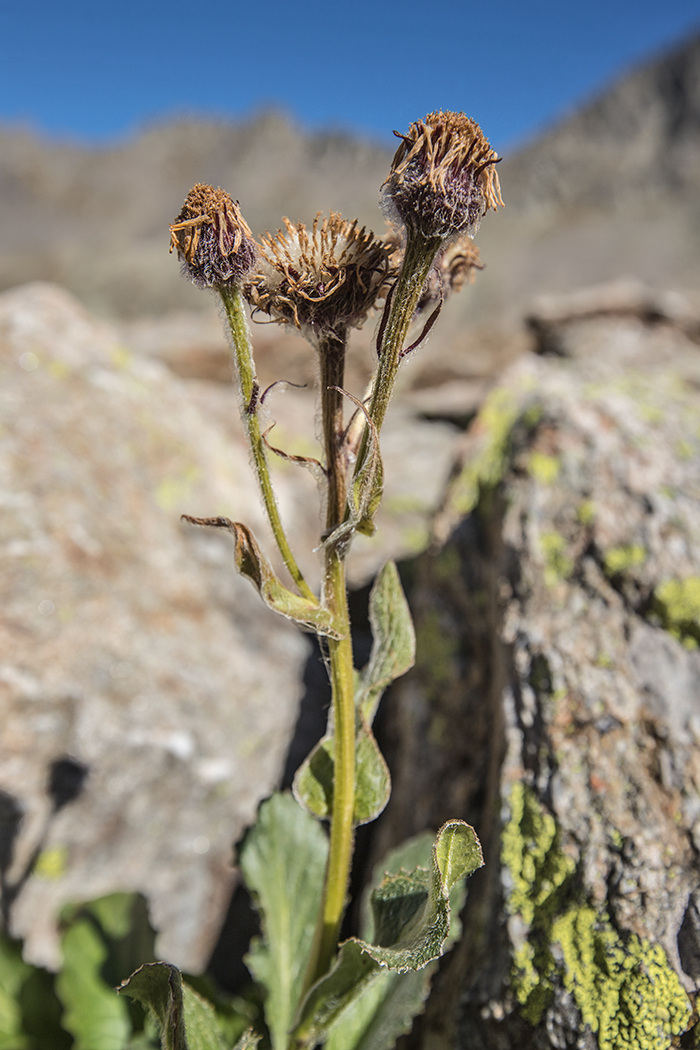 Image of Tephroseris karjaginii specimen.