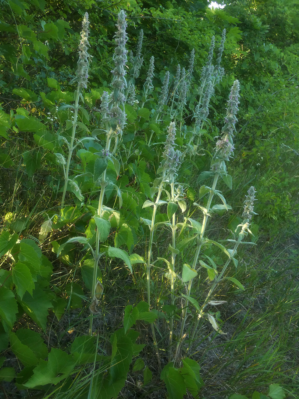 Image of Stachys germanica specimen.