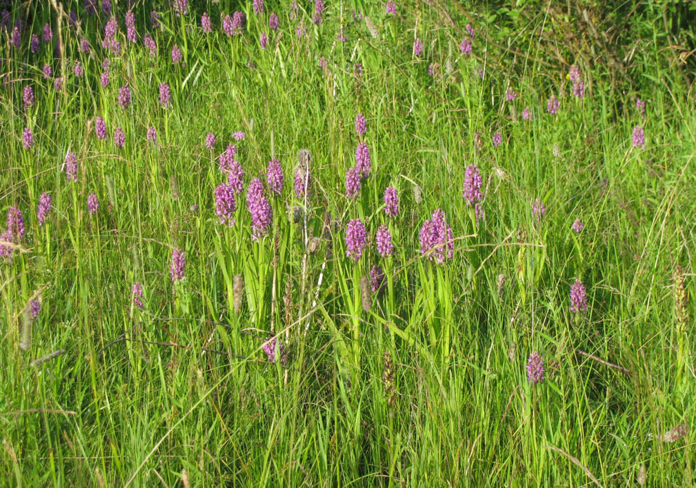 Изображение особи Dactylorhiza incarnata.