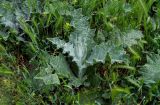 Onopordum acanthium. Вегетирующее растение в сообществе с Onopordum и Brassicaceae. Дагестан, Кумторкалинский р-н, долина р. Шураозень, луг. 30.04.2022.