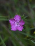 Dianthus caucaseus. Цветок. Чечня, Шаройский р-н, бассейн р. Цесиахк, долина левого притока, луг. 10 августа 2023 г.