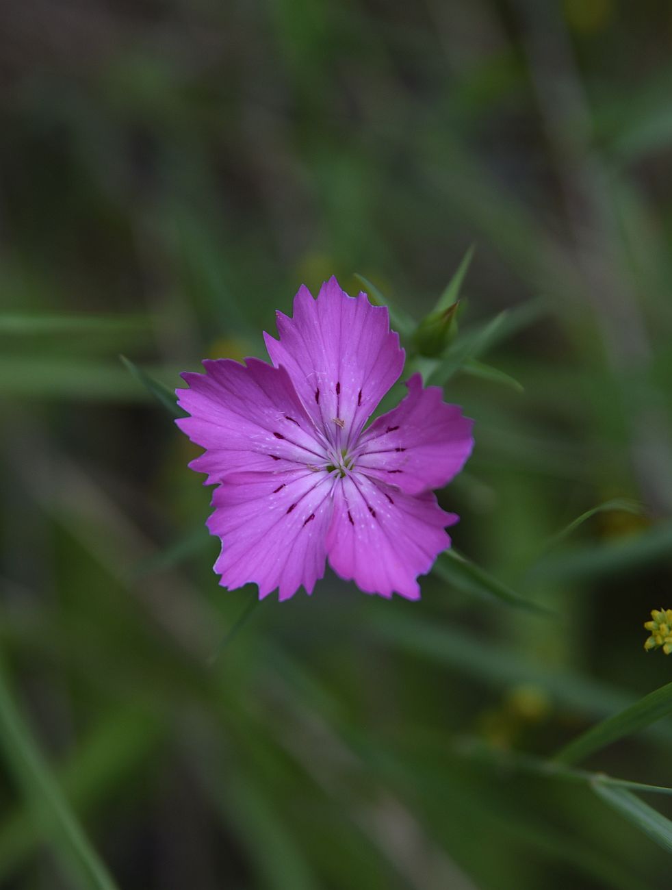 Изображение особи род Dianthus.