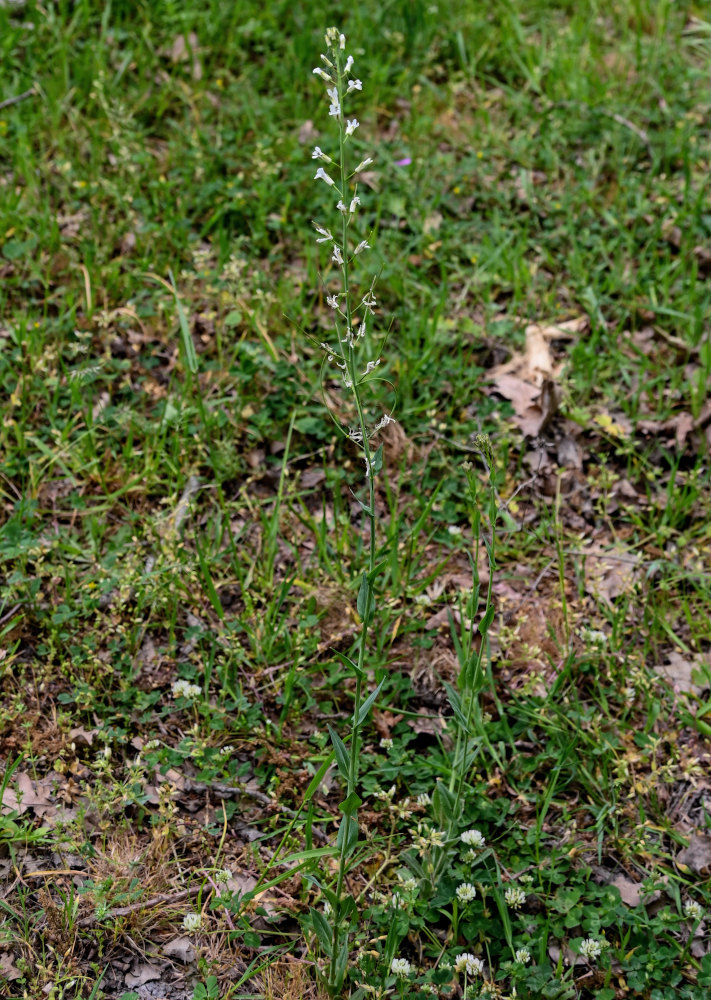 Image of Turritis glabra specimen.
