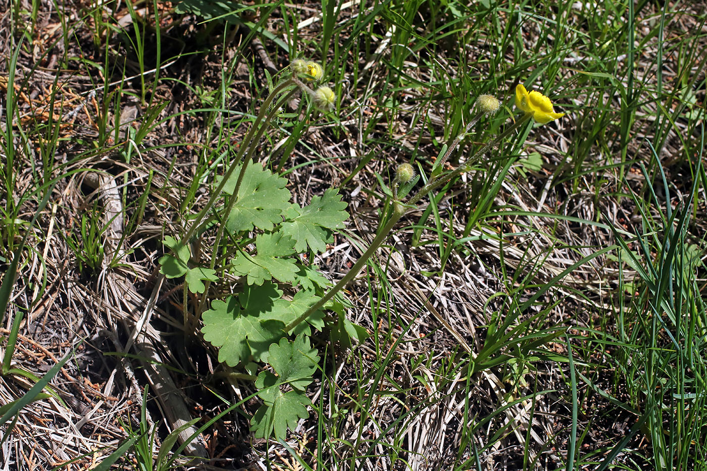 Image of Ranunculus olgae specimen.