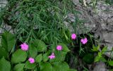 Dianthus imereticus