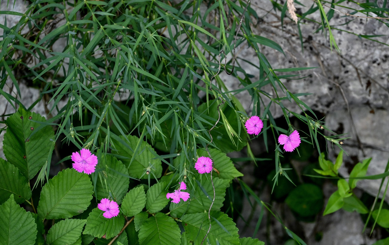 Изображение особи Dianthus imereticus.