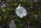 Calystegia sepium. Цветок, бутон и лист. Чечня, Шаройский р-н, левый берег р. Шароаргун, 50 м выше устья р. Кенхи, обочина дороги. 12 августа 2023 г.