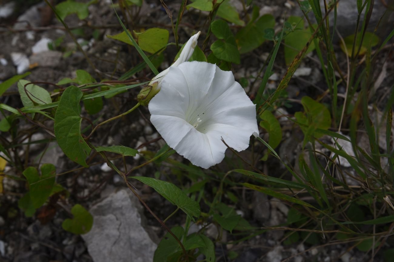 Изображение особи Calystegia sepium.