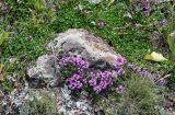 genus Thymus